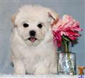 Maltese