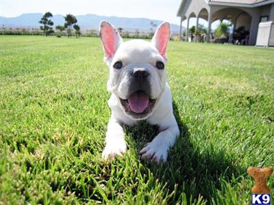 French Bulldog Puppies for Sale
