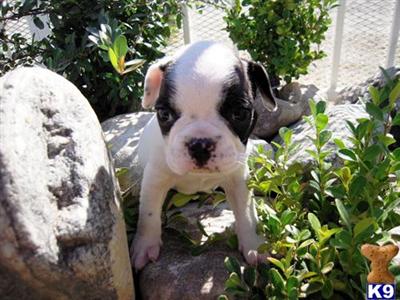 French Brittany Puppies for Sale