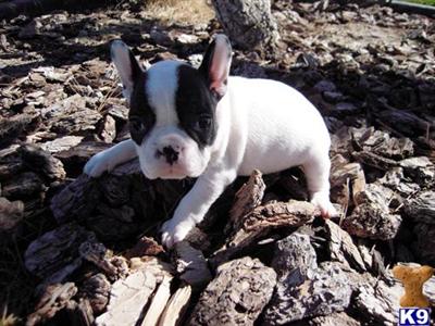 French Bulldog Puppies for Sale