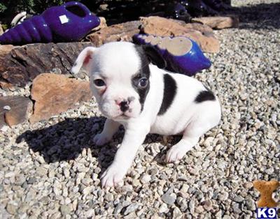 French Bulldog Puppies for Sale