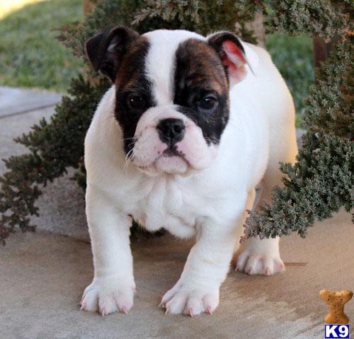 English Bulldog Puppies