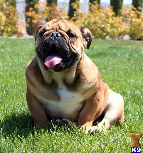 English Bulldog Puppies