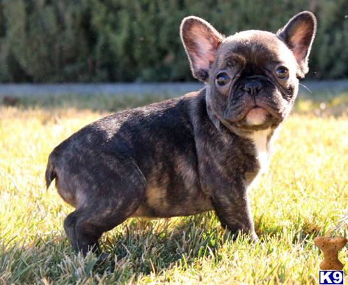 French Bulldog Puppies