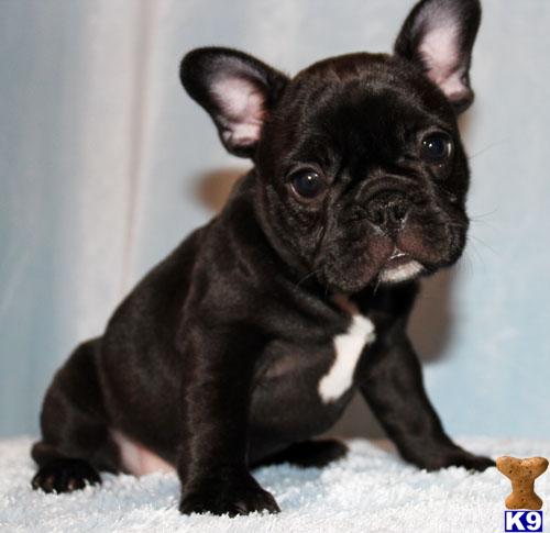 bulldog puppies california document moved bulldog puppies california document moved