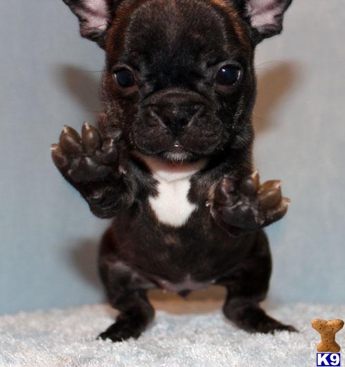 bulldog puppies california bulldog breeder in california apex bulldogs breeds picture bulldog puppies california bulldog breeder in california apex bulldogs breeds picture