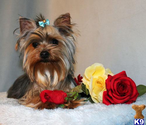 Yorkshire Terrier Puppies