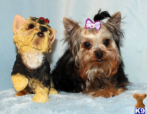 Yorkshire Terrier Puppies