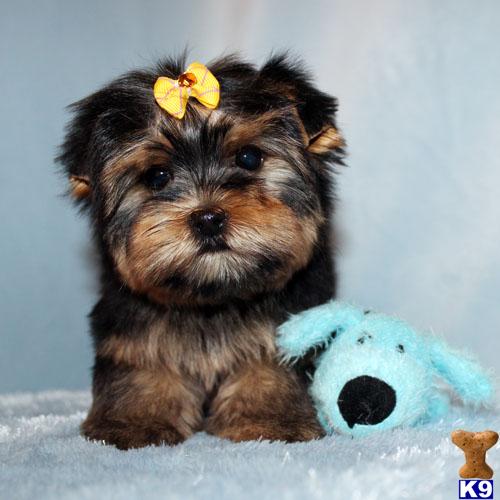 Yorkshire Terrier Puppies