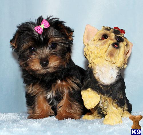 Puppies in CA