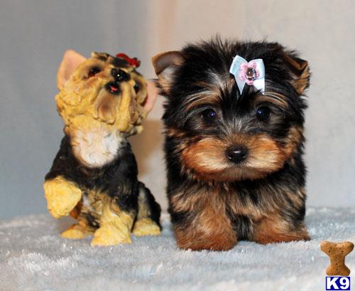Puppies in CA