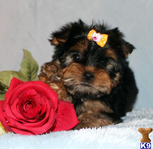 Puppies in CA