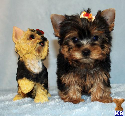 Puppies in CA