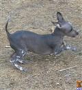 Xoloitzcuintli