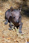 Xoloitzcuintli