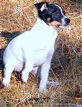 Xoloitzcuintli
