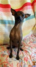 Xoloitzcuintli