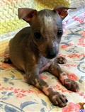 Xoloitzcuintli