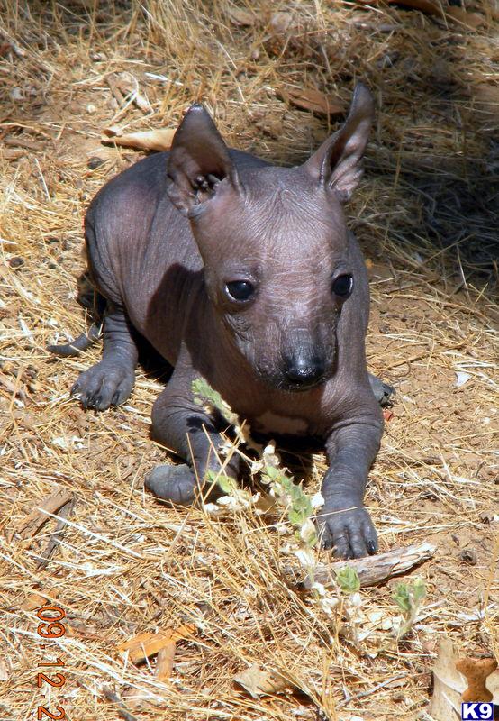 reminds me of a little baby hippo Xolo its what