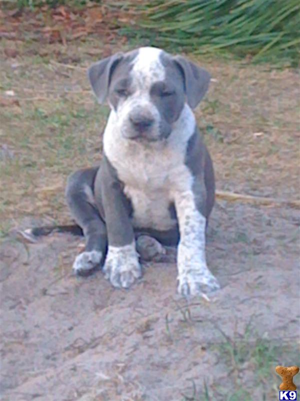 American Pit Bull Puppies in FL