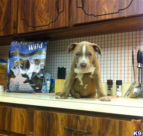 American Pit Bull Puppies in FL
