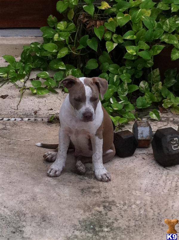 American Pit Bull Puppies in FL