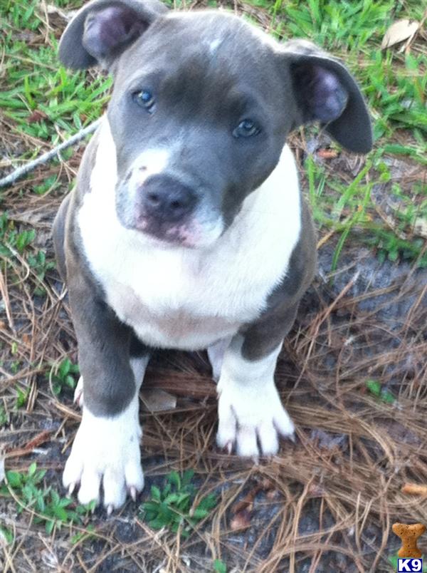 American Pit Bull Puppies in FL