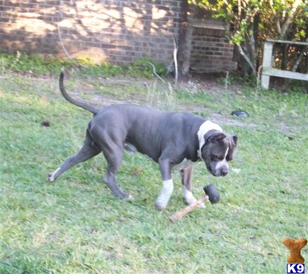 American Pit Bull Puppies in FL