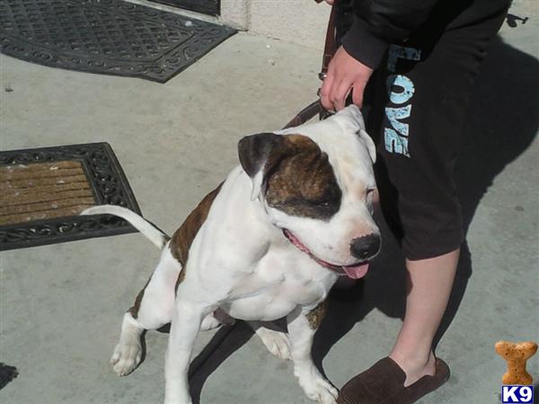 American Bulldog Puppies in MO