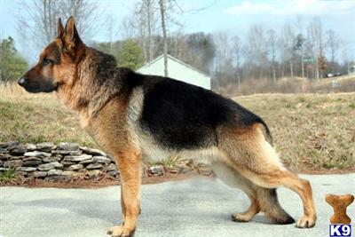 German Shepherd Puppies in FL