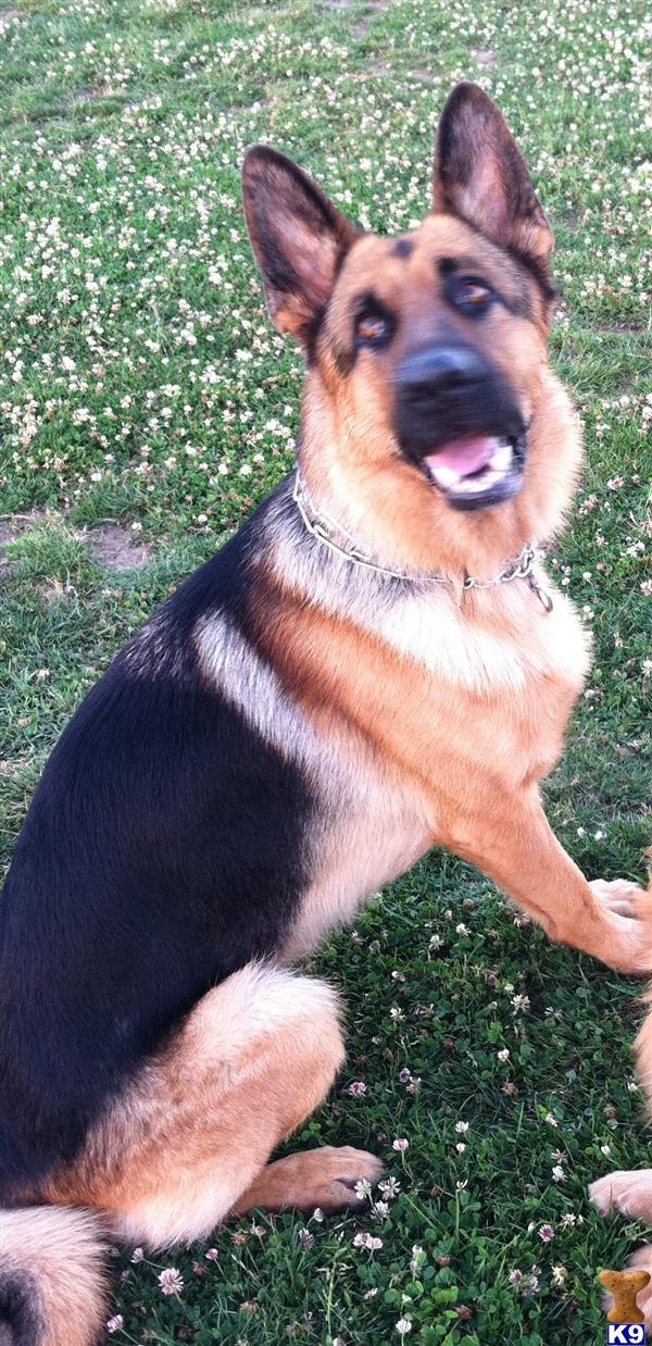 Stud Dogs - German Shepherd