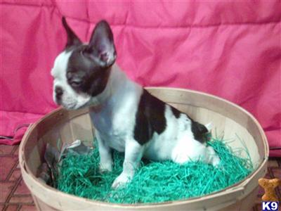 French Bulldog Puppies in TX