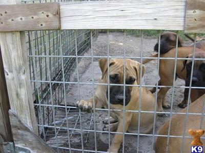 Bullmastiff Puppies for Sale
