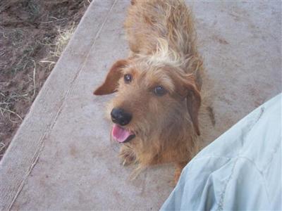 Stud Dogs in OK