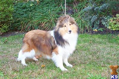 Dogs for Sale in PA