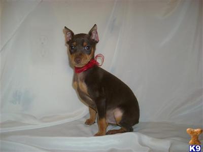 Miniature Pinscher Puppies for Sale