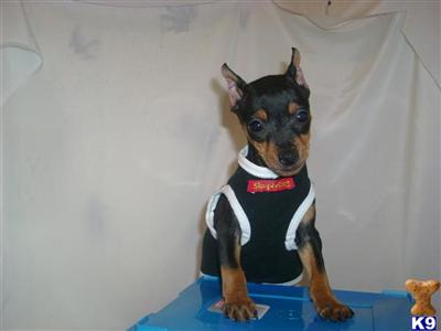 Miniature Pinscher Puppies for Sale