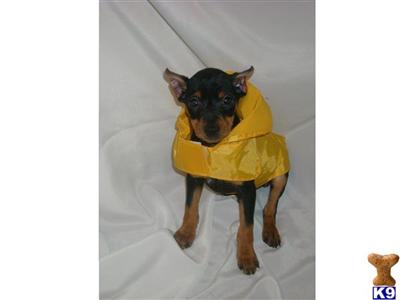 Miniature Pinscher Puppies for Sale