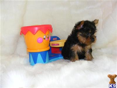 Puppies in MO