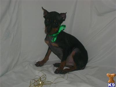 Miniature Pinscher Puppies for Sale