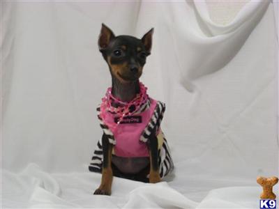 Miniature Pinscher Puppies for Sale