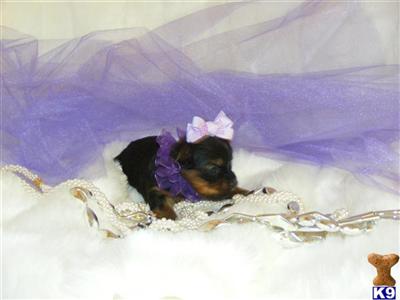Yorkshire Terrier Puppies for Sale