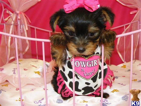Yorkshire Terrier Puppies for Sale