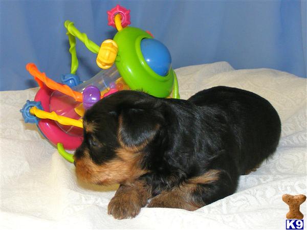 Small Dogs