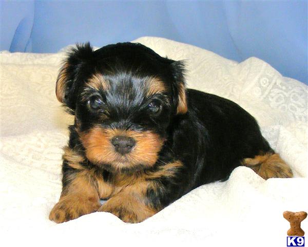 Small Dogs