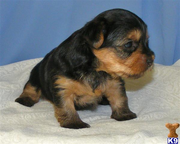 Small Dogs
