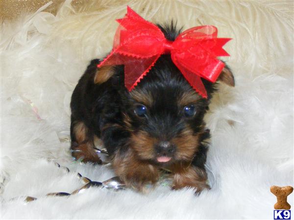 Puppies in Pottersville