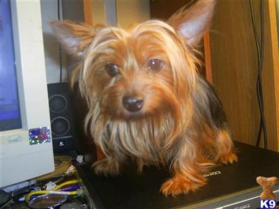 Dogs for Sale in MO