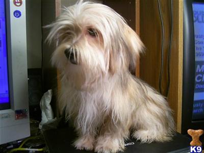 Dogs for Sale in MO