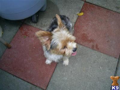 Stud Dogs - Yorkshire Terrier
